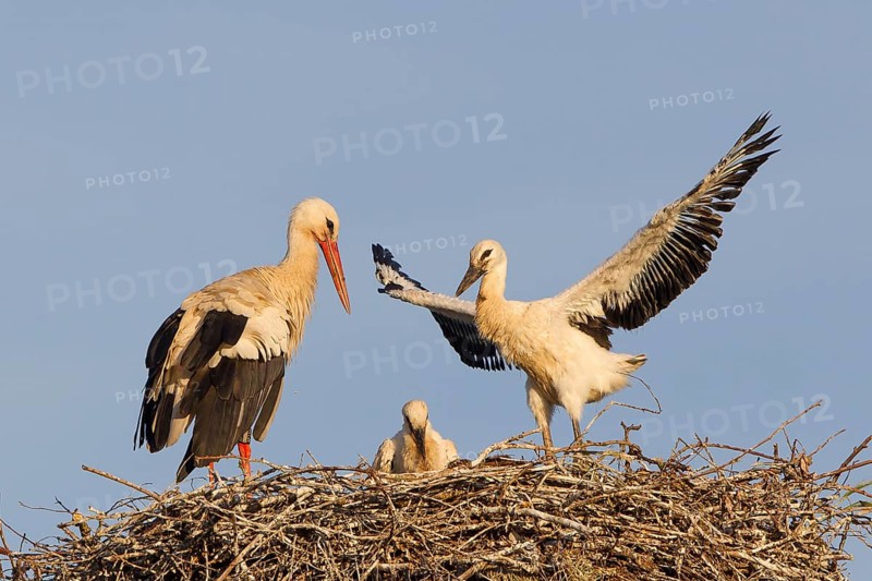 White Stork (Ciconia ciconia)