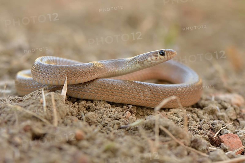 Ring-headed Dwarf Snake (Eirenis modestus)