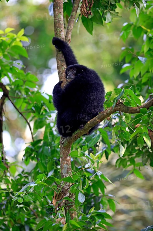 Siamang (Symphalangus syndactylus)