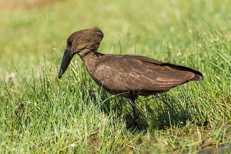 Hamerkop (Scopus umbretta)