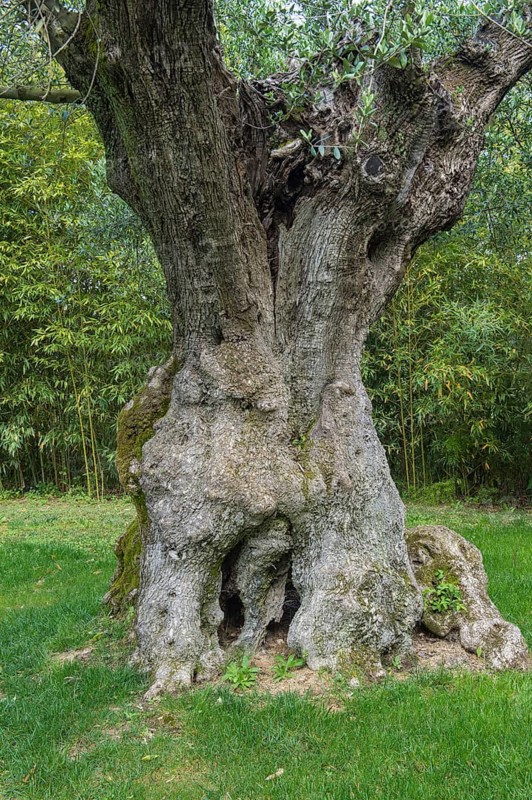 Millenium olive tree
