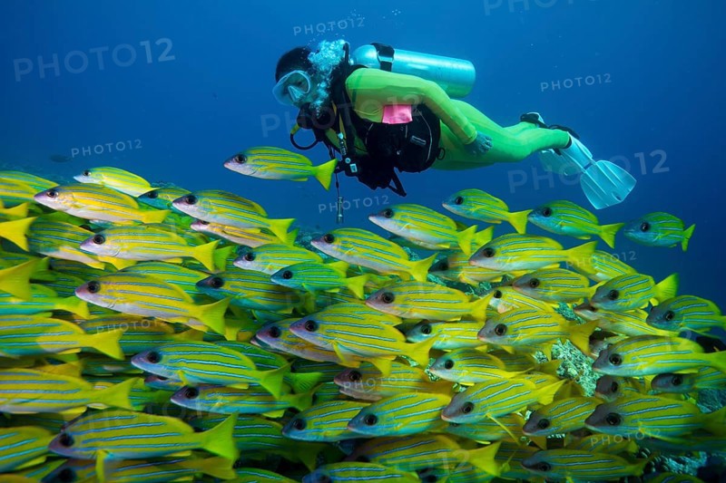 Scuba diver watching a school of Bluestripe Snappers (Lutjanus kasmira)