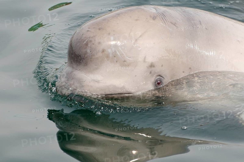 Young Beluga Whale or White Whale (Delphinapterus leucas)