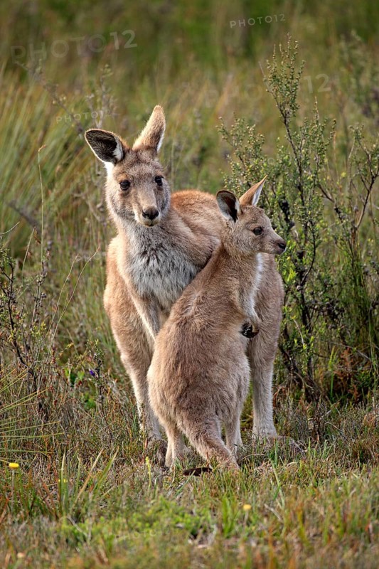 Eastern Grey Kangaroo (Macropus giganteus) mother with young