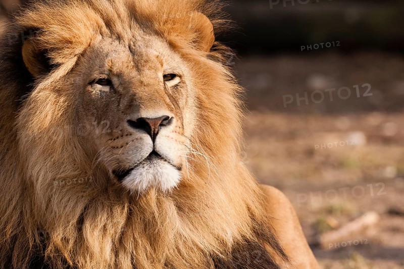 Lion (Panthera leo)