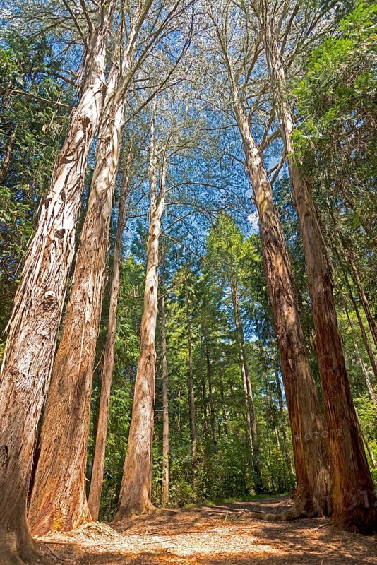 Trees