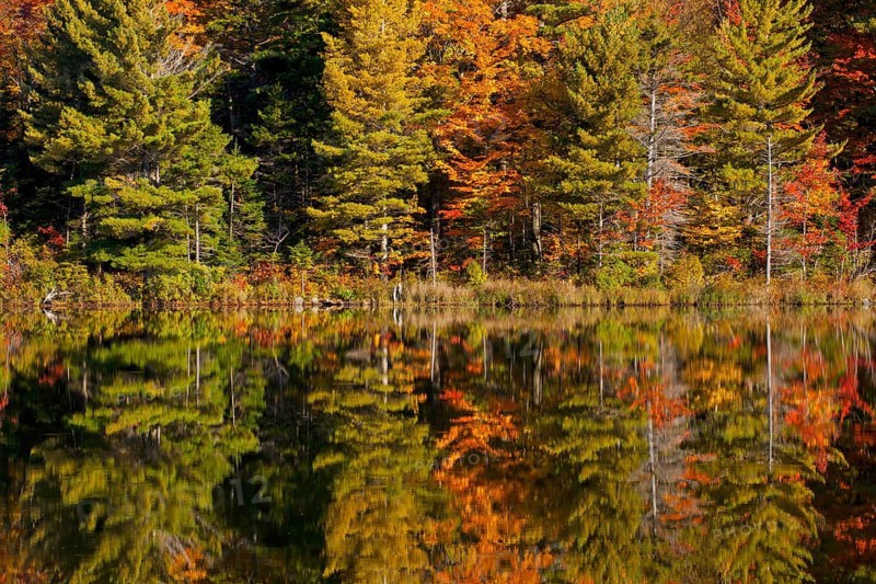 Forest being reflected in beaver pond in autumn