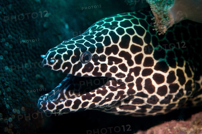 Laced Moray (Gymnothorax favagineus)