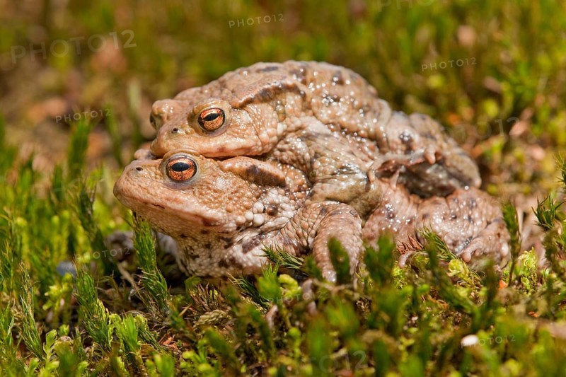 Common Toads (Bufo bufo)