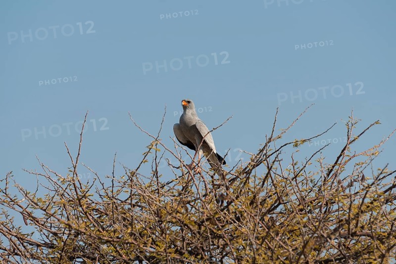 Singhabicht (Dark Chanting Goshawk) sitting on camel thorn