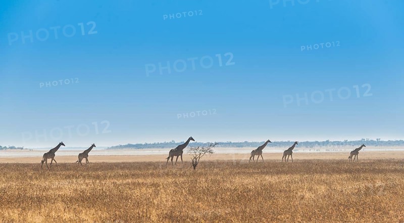 Giraffes (Giraffa camelopardis) walking through the dry grass
