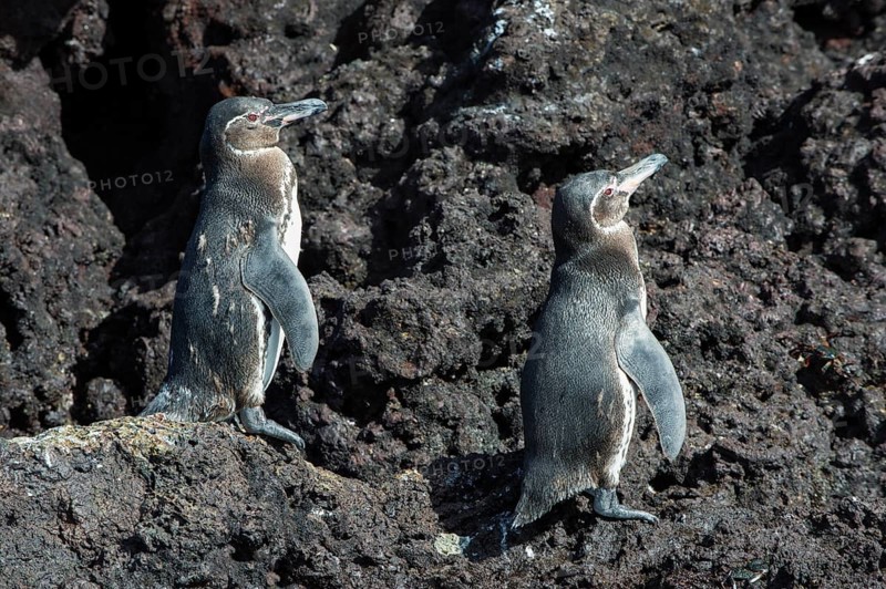 Galapagos Penguins (Spheniscus mendiculus)