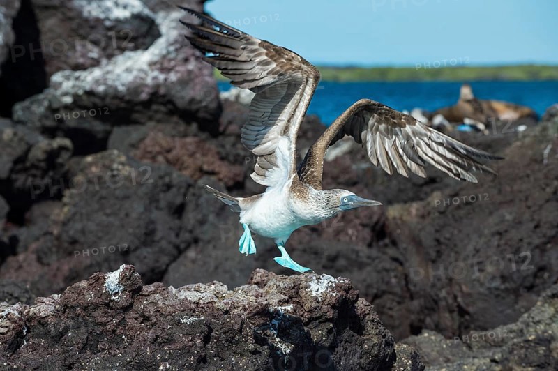 Galapagos Blue-footed Booby (Sula nebouxii excisa) in flight