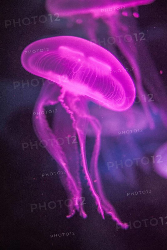 Moon Jellyfish (Aurelia aurita) in coloured light