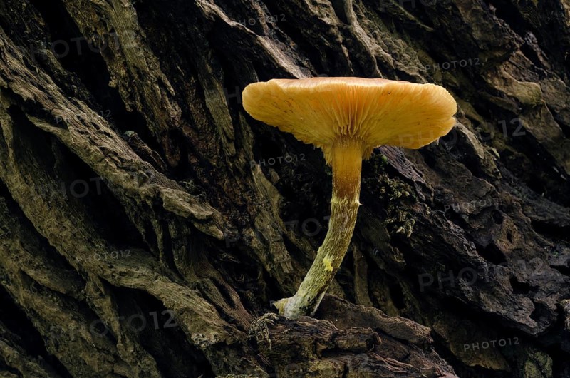 Old Flammulina mushroom (Flammulina) on a tree trunk