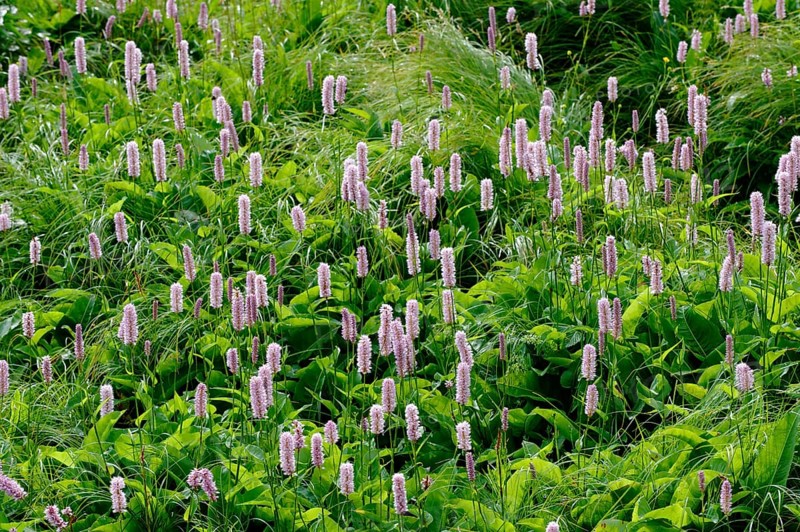 European Bistort (Bistorta officinalis)
