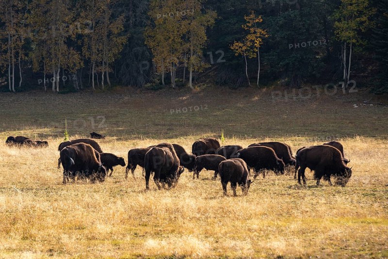 Herd of Beefalos or Cattalos on a pasture
