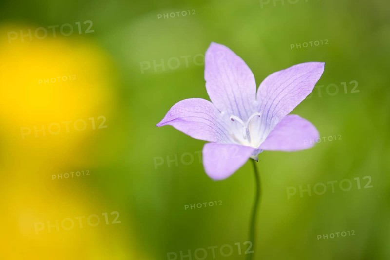 Spreading Bellflower (Campanula patula)