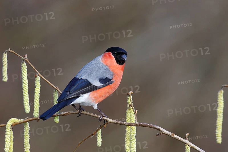 Bullfinch (Pyrrhula pyrrhula)