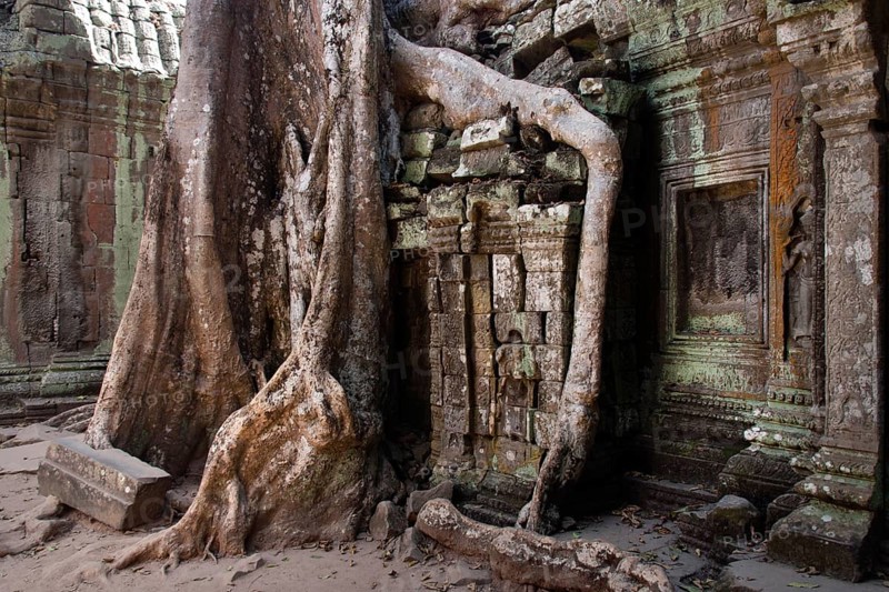 Giant Tetrameles nudiflora tree roots in the courtyard