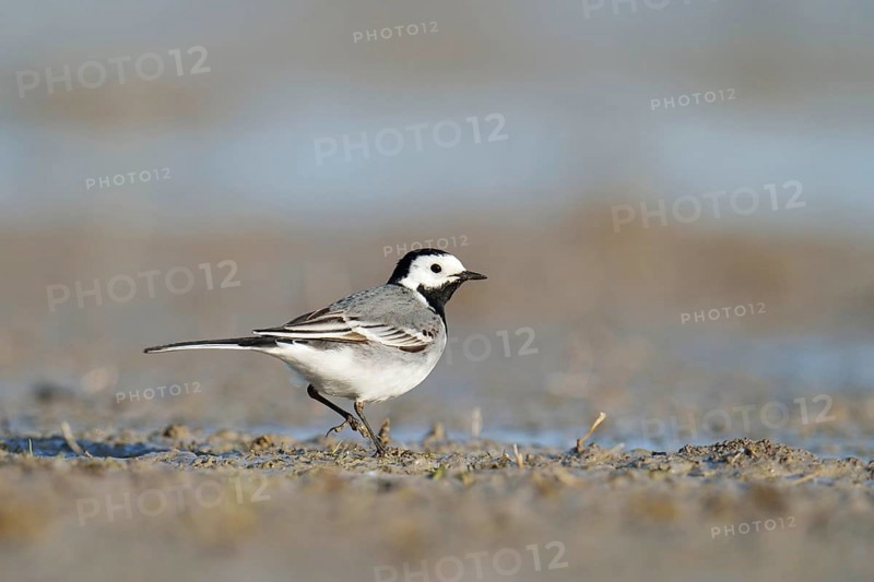 White Wagtail (Motacilla alba)