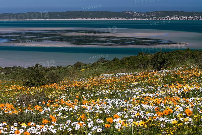 Flower meadow with African Daisy or Cape Marigold (Osteospermum ecklonis) and Livingstone Daisy (Dorotheanthus bellidiformis)
