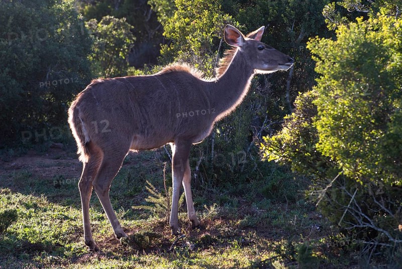 Greater Kudu (Tragelaphus strepsiceros)