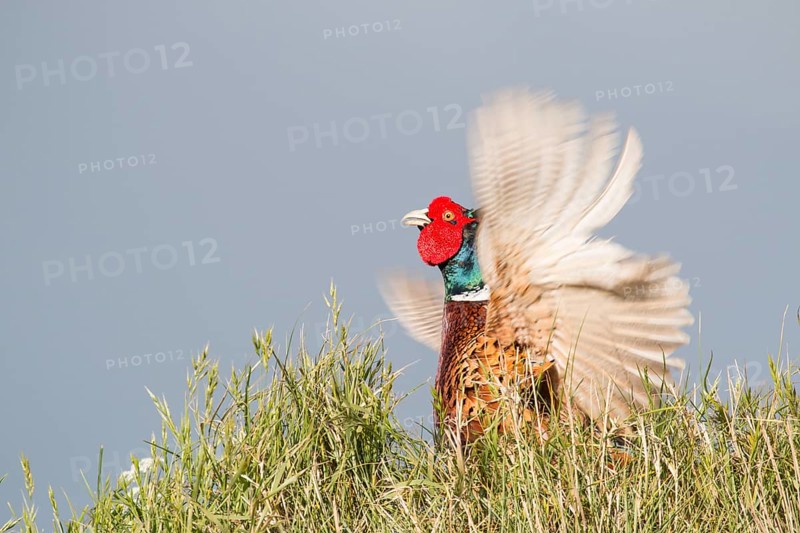 Pheasant (Phasianus colchicus)