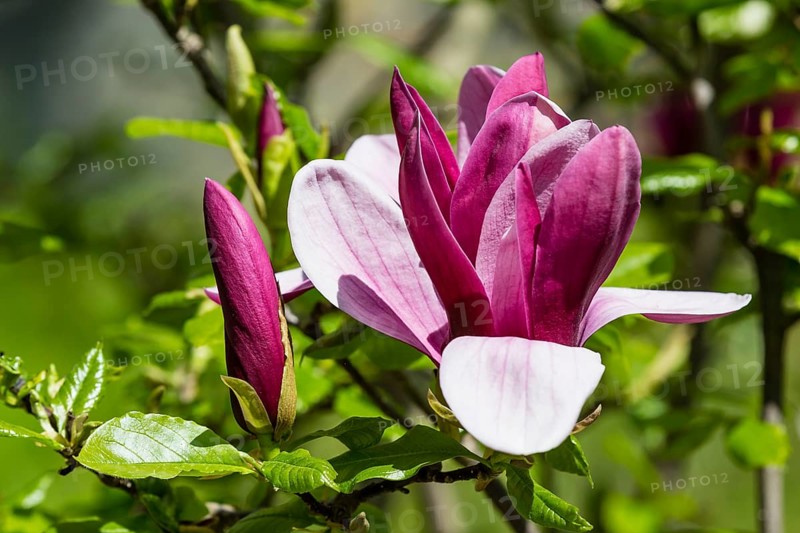 Purple Magnolia (Magnolia liliiflora)