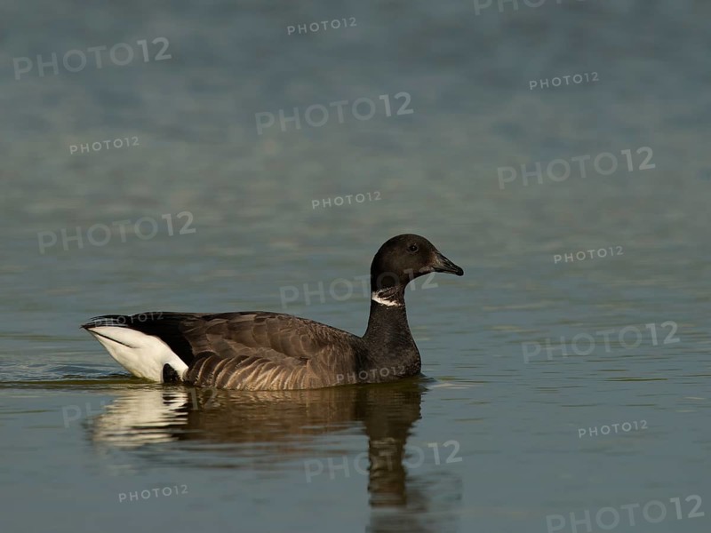 Brent Goose (Branta bernicla)