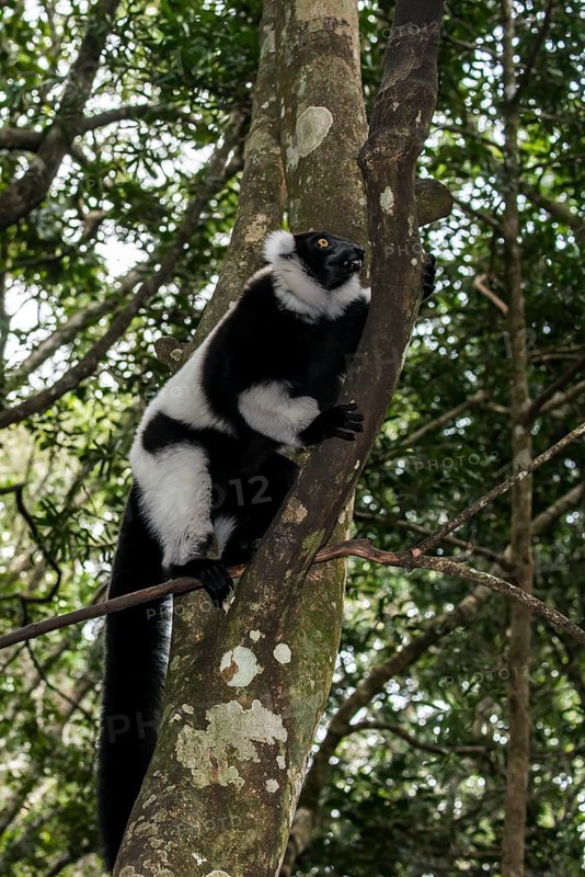Black-and-white Ruffed Lemur (Varecia variegata)