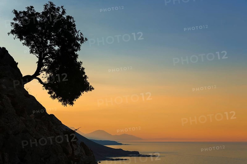 Silhouette of an olive tree growing on a slope next to the sea