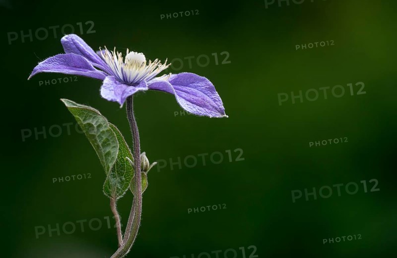Purple Clematis (Clematis viticella 'Prince Charles')
