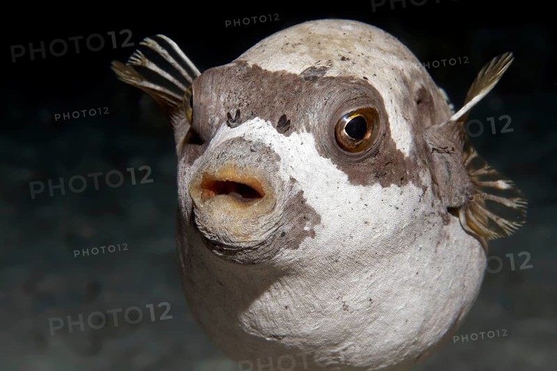 Masked puffer (Arothron diadematus) on coral
