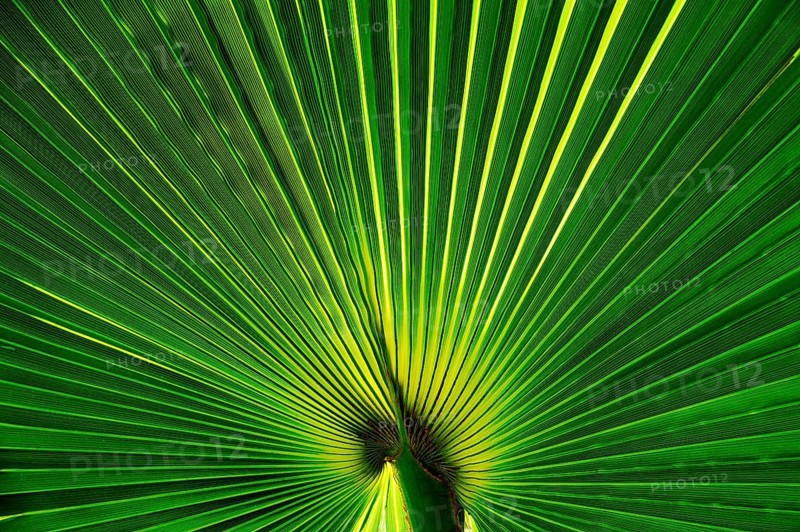 Desert fan (Washingtonia filifera)