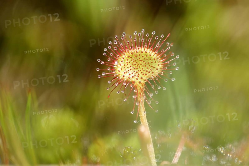 Common sundew (Drosera rotundifolia) in a marsh area