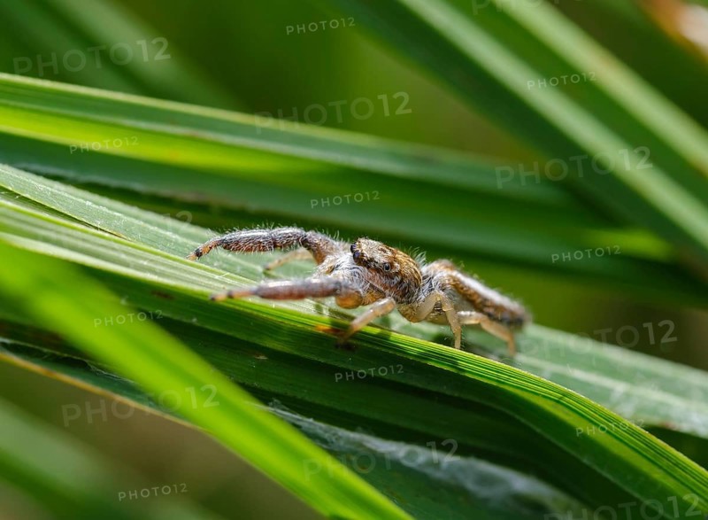 Spring spider (Mendoza canestrinii) in grass