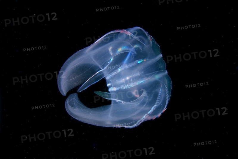 Warty Comb Jelly (Mnemiopsis leidyi)