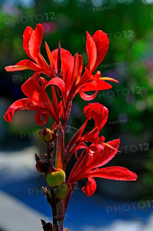 Indian Canna (Canna hybrids)