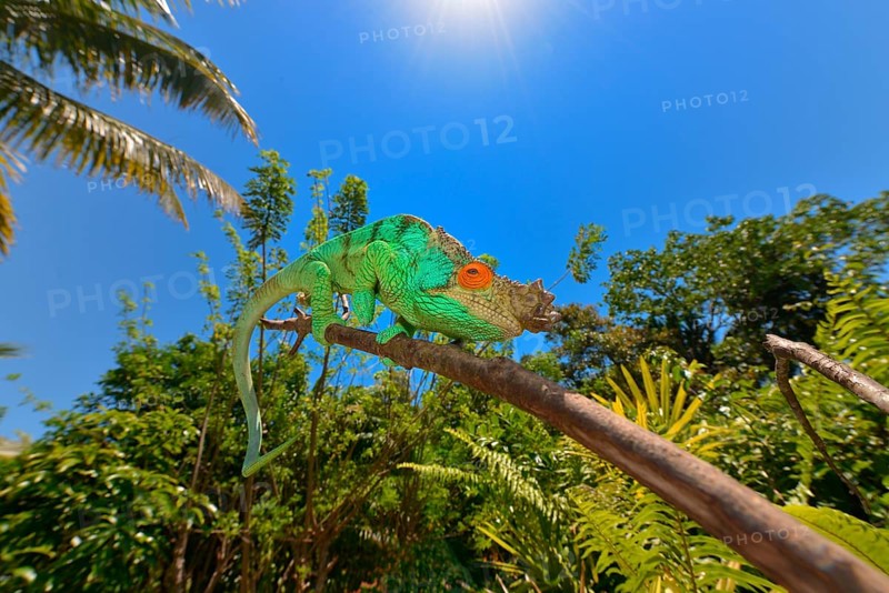 Parson's Chameleon (Calumma parsonii)