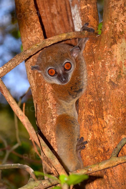 Ankarana sportive lemur (Lepilemur ankaranensis)