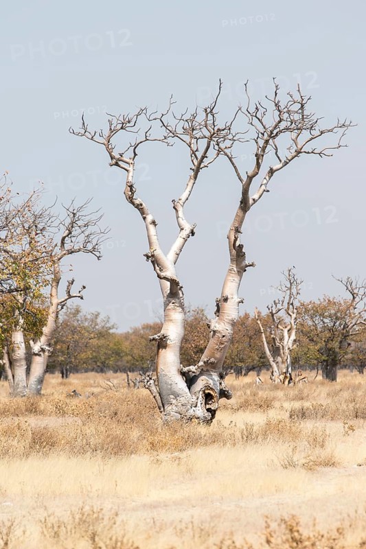 Moringa tree (Moringa ovalifolia)