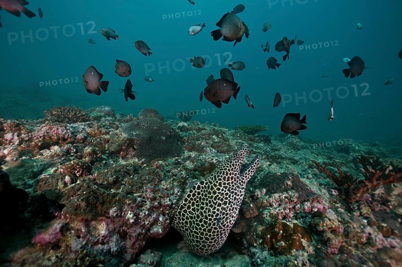 Laced Moray (Gymnothorax favagineus)