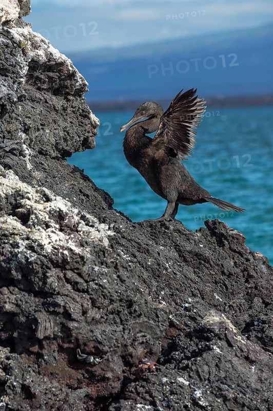 Flightless Cormorant (Phalacrocorax harrisi)