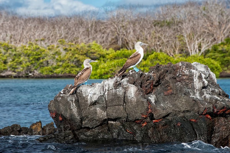 Galapagos Blue-footed Boobies (Sula nebouxii excisa)