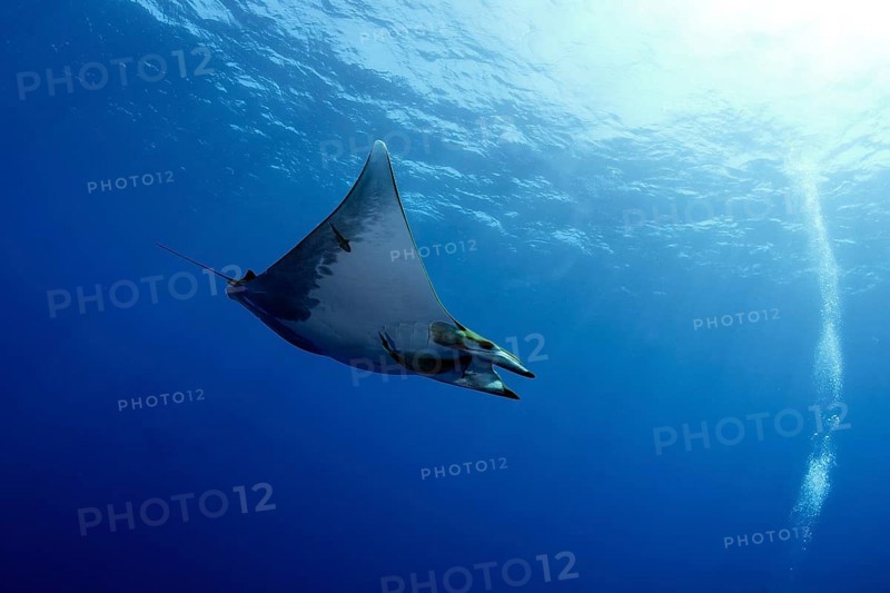 Sicklefin Devil Ray or Box Ray (Mobula tarapacana)