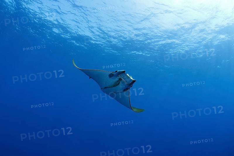 Sicklefin Devil Ray or Box Ray (Mobula tarapacana)