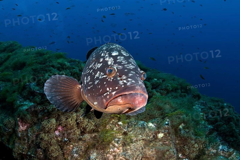 Dusky Grouper or Merou (Epinephelus marginatus)