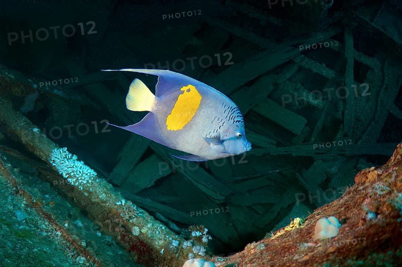 Halfmoon Angelfish (Pomacanthus maculosus) at the shipwreck of the SS Thistlegorm
