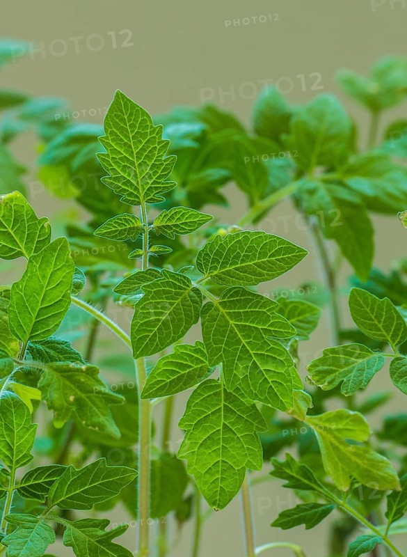 Young Tomato plants (Lycopersicon esculentum)